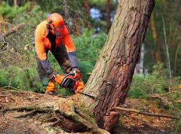 Best Commercial Tree Services  in Blacksburg, SC