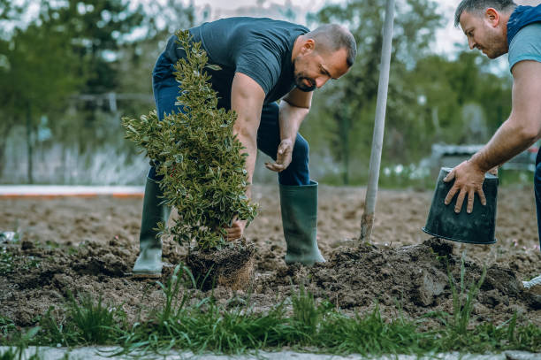 Best Grass Overseeding  in Blacksburg, SC