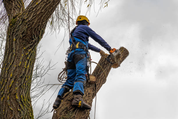  Blacksburg, SC Tree Removal Pros