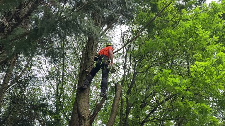 Best Leaf Removal  in Blacksburg, SC