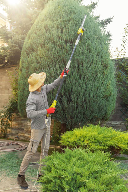 Best Palm Tree Trimming  in Blacksburg, SC